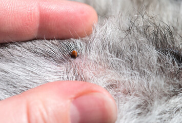 Tick on the Pumi dog's skin