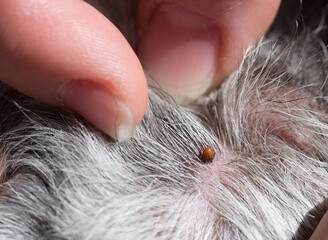Tick on the Pumi dog's skin