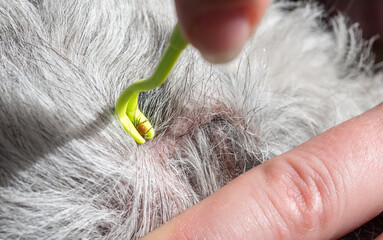 Tick removal from a  Pumi dog's skin