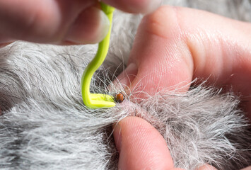 Tick removal from a  Pumi dog's skin