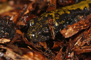 Closeup of the head of a long toed salamander, Ambystoma macrodactylum