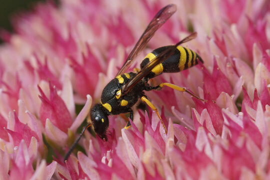 Closeup on a potter wasp, Ancistrocerus nigricornis, sipping nectar