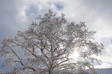 The sun shines through the foliage of a snowy tree