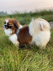 Kleiner Hund am Feldrand, etwas ausser Atem und mitten im Grünen. Tibet Spaniel, Tibetan Spaniel, Landleben, Haustier, Pekinese, Shi Tzu, Little Dog