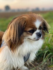 Kleiner Hund bei Sonnenaufgang am Feldrand. Landleben mit Haustieren ein Traum für Naturliebhaber. Tibet Spaniel, Tibetan Spaniel, Tibetspaniel, Tibetanspaniel, Pekinese, Shi Tzu