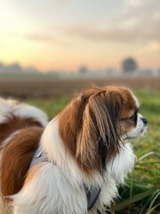 Kleiner Hund bei Sonnenaufgang am Feldrand. Landleben mit Haustieren ein Traum für Naturliebhaber. Tibet Spaniel, Tibetan Spaniel, Tibetspaniel, Tibetanspaniel, Pekinese, Shi Tzu
