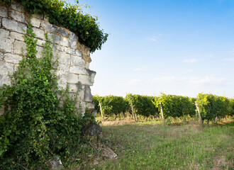 vineyards and old stone walls in Parc naturel régional Loire-Anjou-Touraine near river loire in...