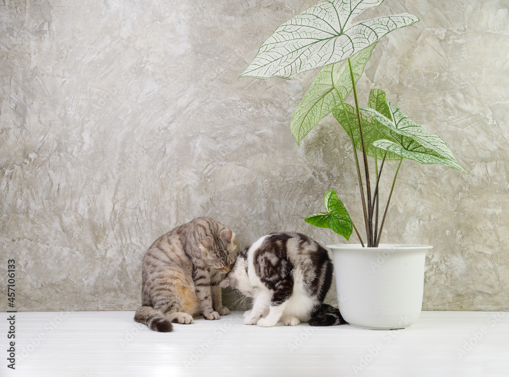 Wall mural Portrait  cat on wood table with air purify  house plants Caladium Bicolor Vent,Araceae,Angel wings,Eelphant ear in white pot cement wall background