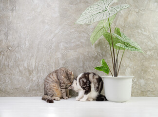 Portrait  cat on wood table with air purify  house plants Caladium Bicolor Vent,Araceae,Angel wings,Eelphant ear in white pot cement wall background