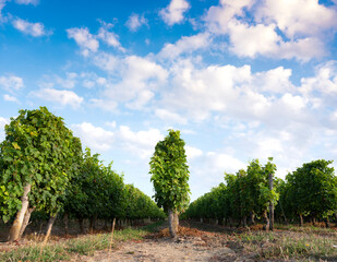landscape near saumur in Parc naturel régional Loire-Anjou-Touraine with vineyards