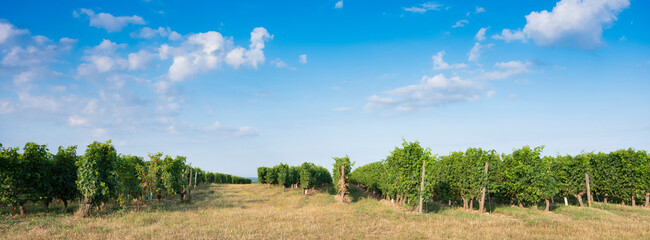 landscape near saumur in Parc naturel régional Loire-Anjou-Touraine with vineyards