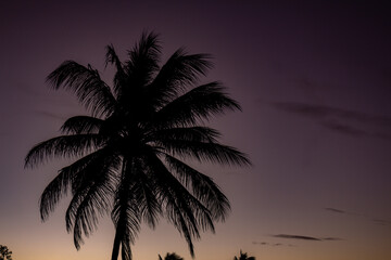 Fototapeta na wymiar Huge coconut-producing palm trees. Tropical vacation landscape.