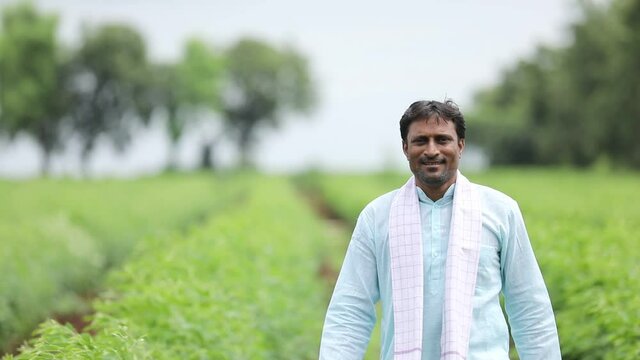 Young indian farmer standing in green pigeon pea agriculture field.
