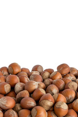 Hazelnuts in shells on white background
