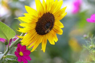 Naklejka premium Un tournesol dans un potager