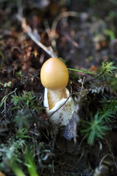 Rotbrauner Scheidenstreifling