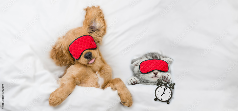 Poster Cozy English Cocker Spaniel puppy and tiny kitten wearing sleeping masks sleep together on a bed at home.  Kitten holds alarm clock. Top down view. Empty space for text