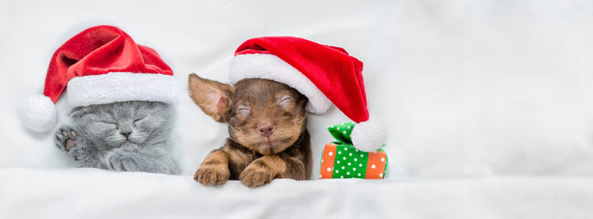 Cozy tiny kitten and cute Dachshund puppy wearing santa hats sleep together  with gift box under a white blanket on a bed at home. Top down view. Empty space for text