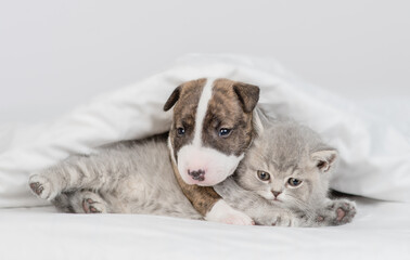 Friendly Miniature Bull Terrier puppy embraces kitten under warm white blanket on a bed at home
