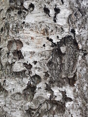 bark of a tree