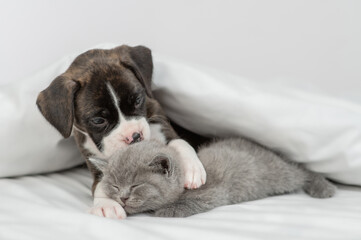 German boxer puppy hugs and kisses sleepy tiny kitten under warm white blanket on a bed at home. Pets sleep together