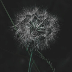 Beautiful moody dark dandelion close up shot in Stanczyki village.
