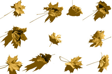 Fall leaves for an autumn background