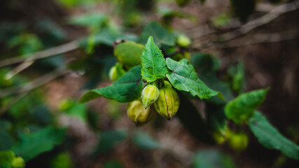 Flower buds