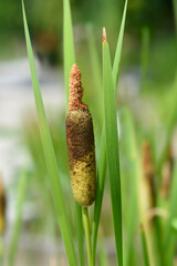 Shuttleworths Cattail