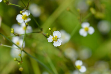 Lance-leaved water plantain © nahhan