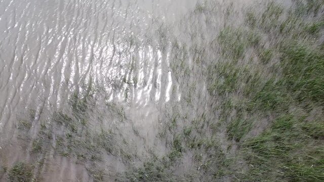 plantes aquatiques sur le fleuve Saint-Laurent
