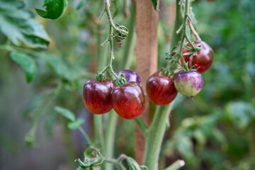 Branch with ripe fire-red tomatoes