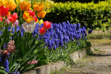 Beautiful spring flowers blooming in the botanical garden