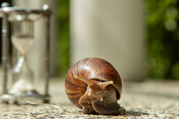 Dark achatina snail with Dark shell crawling on the Stone floor near Hourglass. Deadline concept...