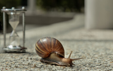Dark achatina snail with Dark shell crawling on the Stone floor near Hourglass. Deadline concept...