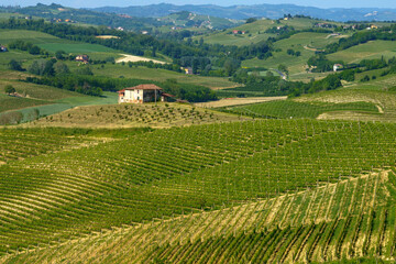 Fototapeta na wymiar Vineyards of Monferrato near Nizza at springtime