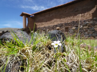 [Peru] Raqchi ruins: Close-up of white flowers blooming on the lawn in Living quarters (San pedro District)
