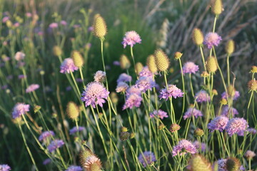 Wildflowers with lilac petals in the rays of the setting sun