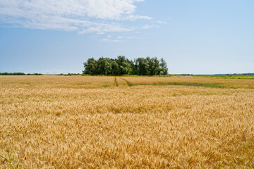 Across a field of ripening wheat towards a small copse on a summer day in Norfolk