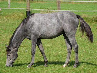 Pferde auf einer Koppel im Münsterland