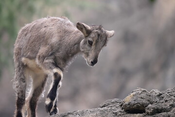 Fototapeta premium スチョーワンバーラル
