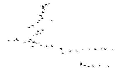 Flying birds. Vector image. White background. 
