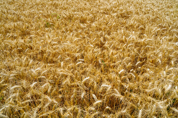 Close up of ears of ripening wheat in a field on a summer day