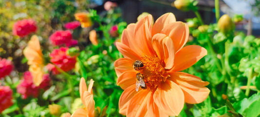 Bees collect nectar for honey on a dahlia flower. Sunny summer day