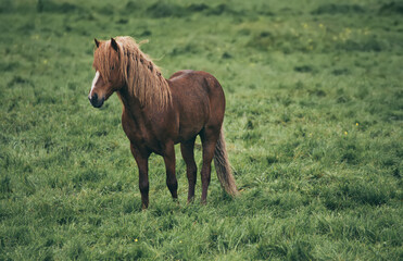 Single icelandic horse