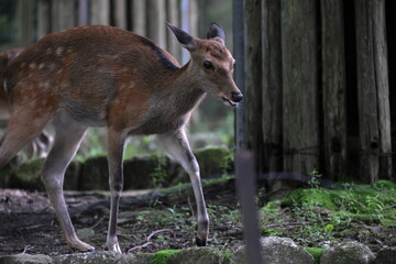 Fototapeta premium ニホンカモシカ