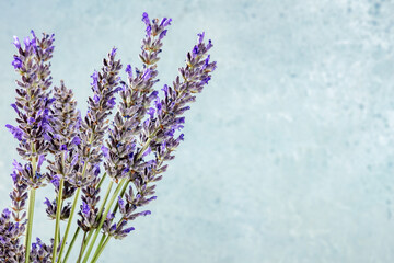 Lavender flower bouquet on a blue background with a place for text, a bunch of lavandula plants