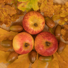 Naklejka na ściany i meble Apples, acorns and oak leaves on a wooden background. Autumn composition