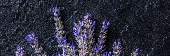 Lavender flowers in bloom panorama, lavandula plants, shot from the top on a black background