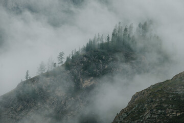 Naklejka premium Fog floats over coniferous trees and cliffs in the Altai Mountains